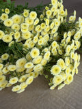 Feverfew - Magic Lime Green