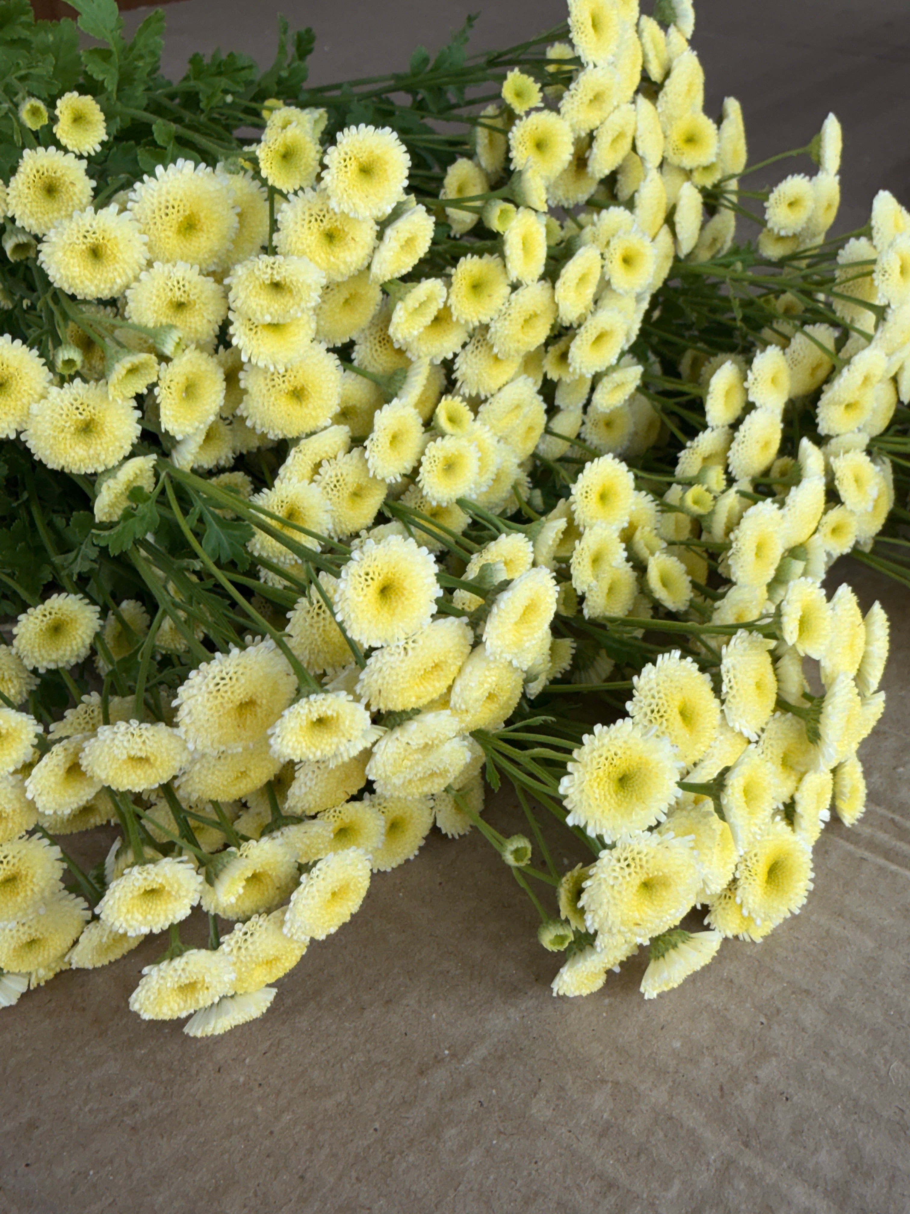 Feverfew - Magic Lime Green