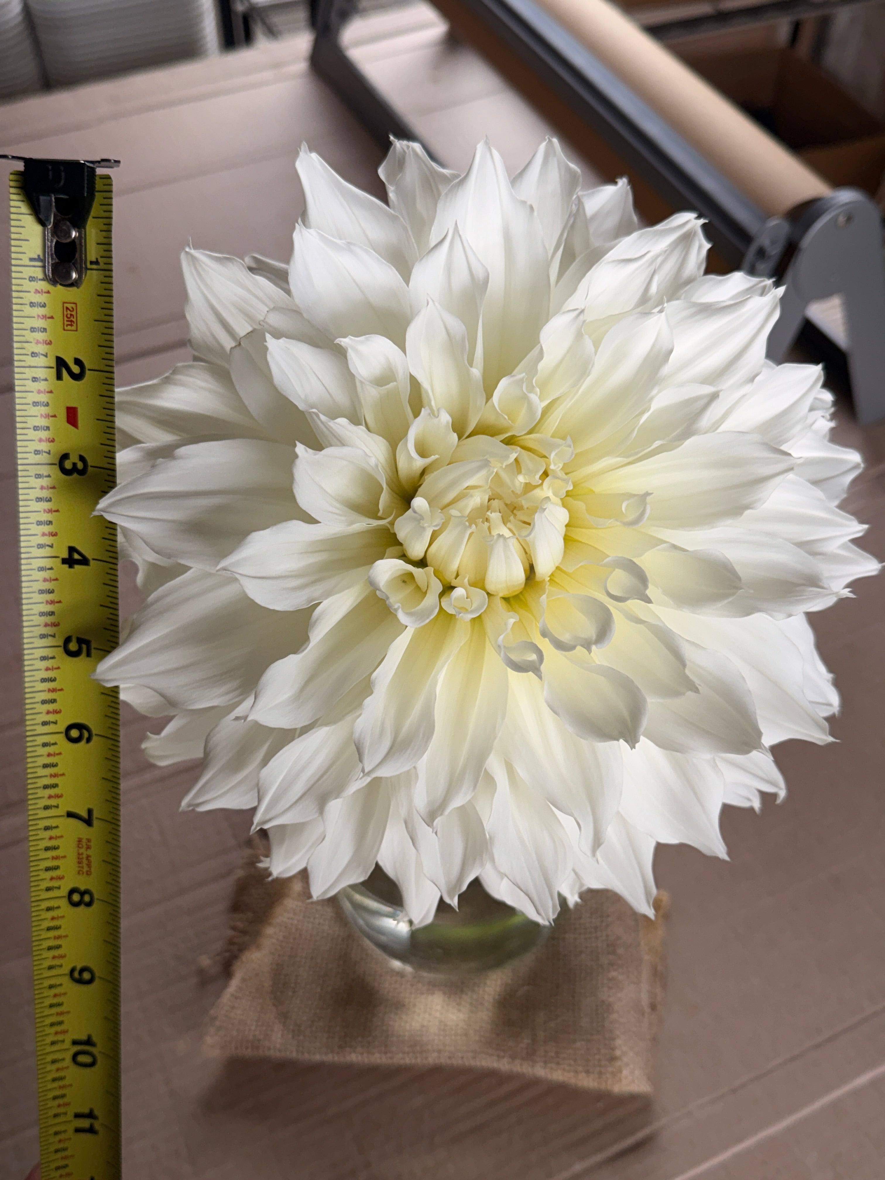 Dahlia - Fleurel