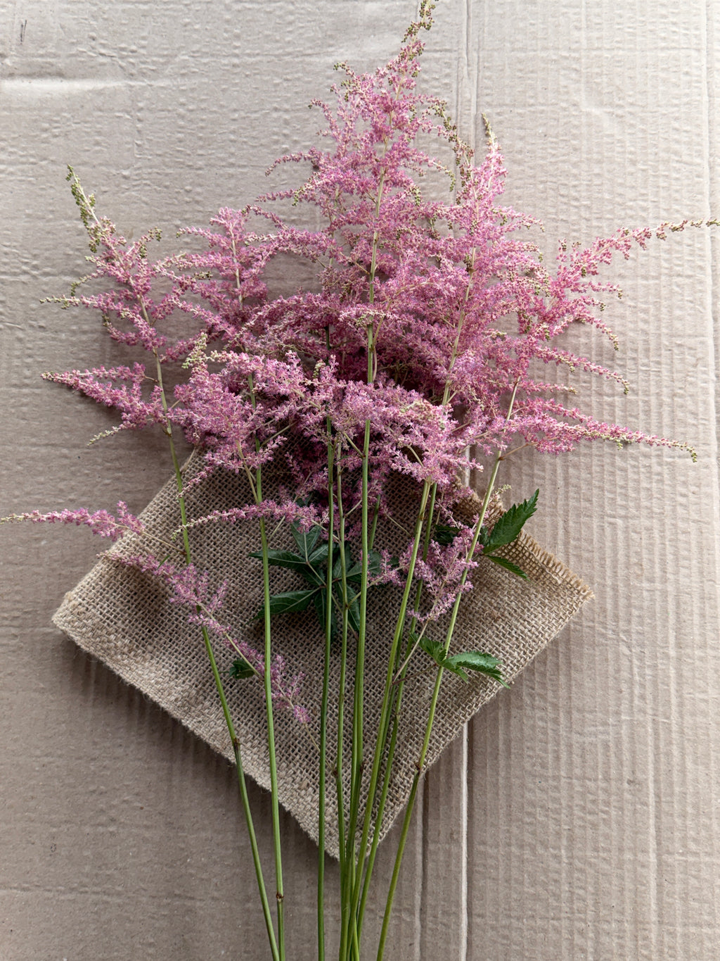 Astilbe Plumes