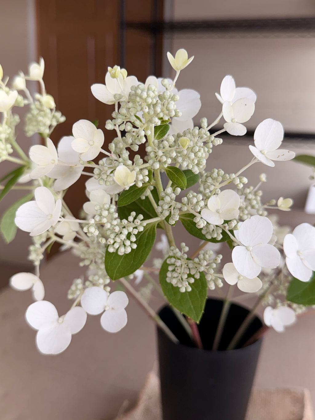 Hydrangea - White Lace