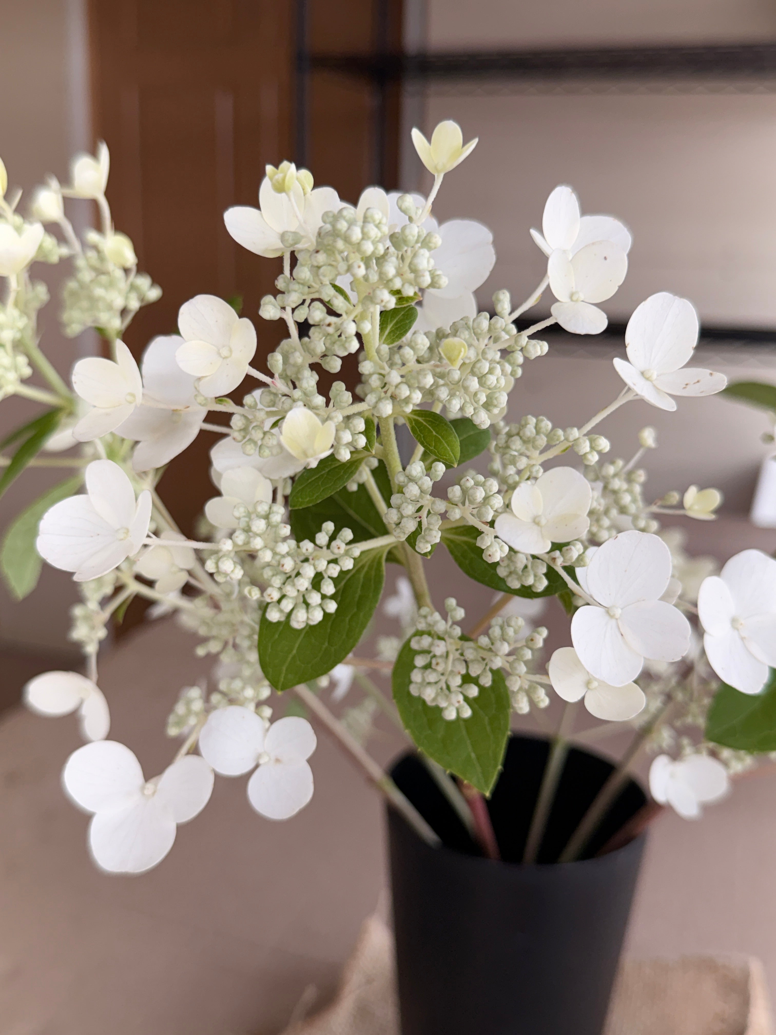 Hydrangea - White Lace