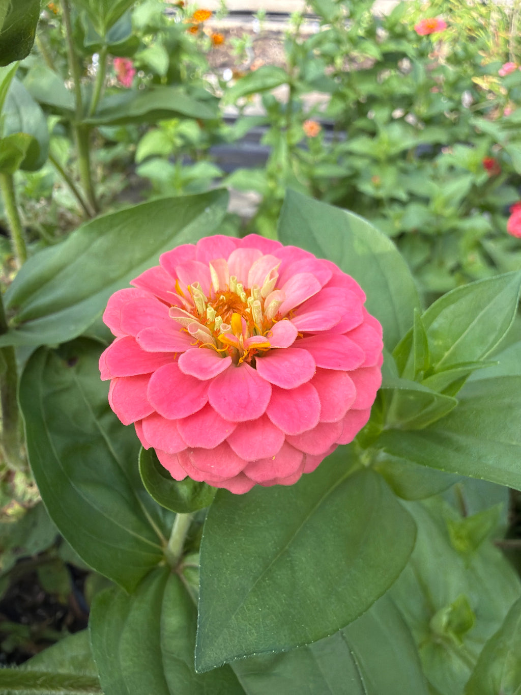 Zinnia - Mini Salmon Pink