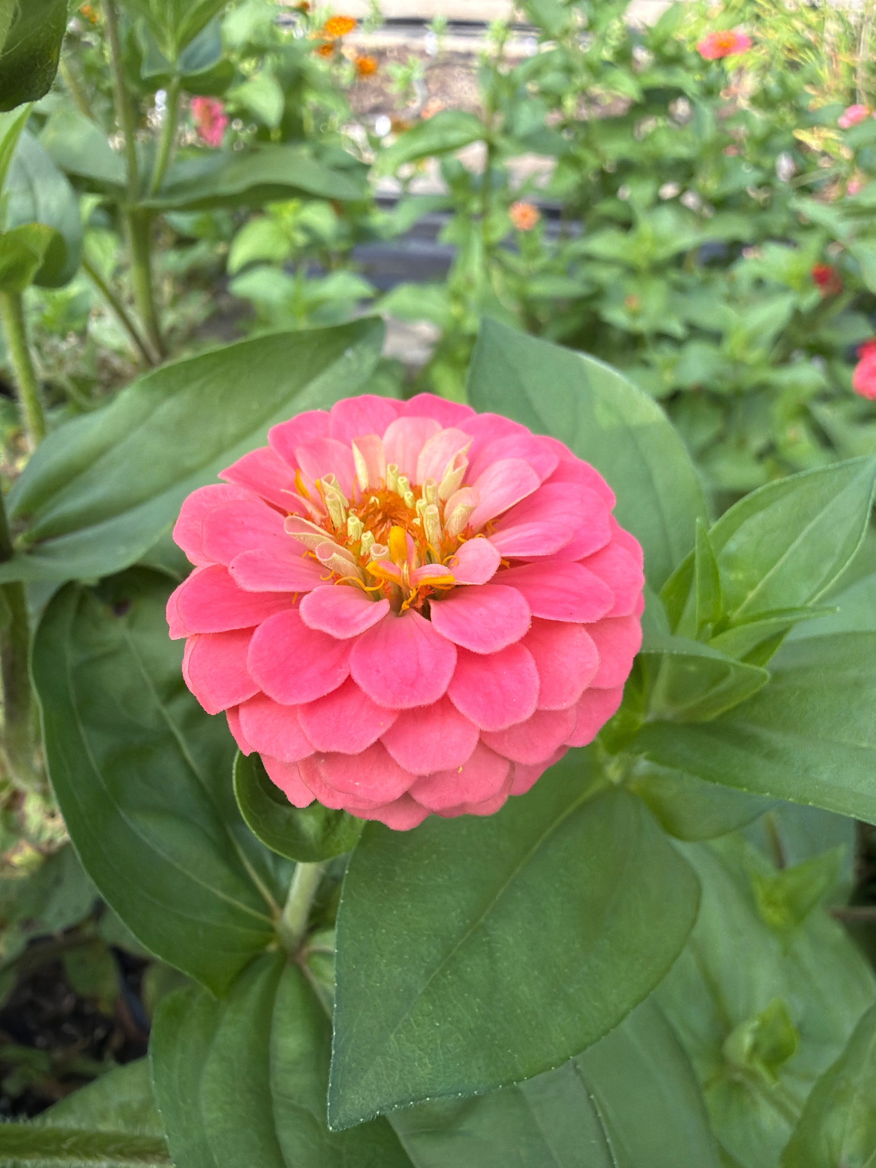 Zinnia - Mini Salmon Pink