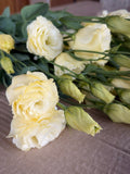 Lisianthus - Primrose