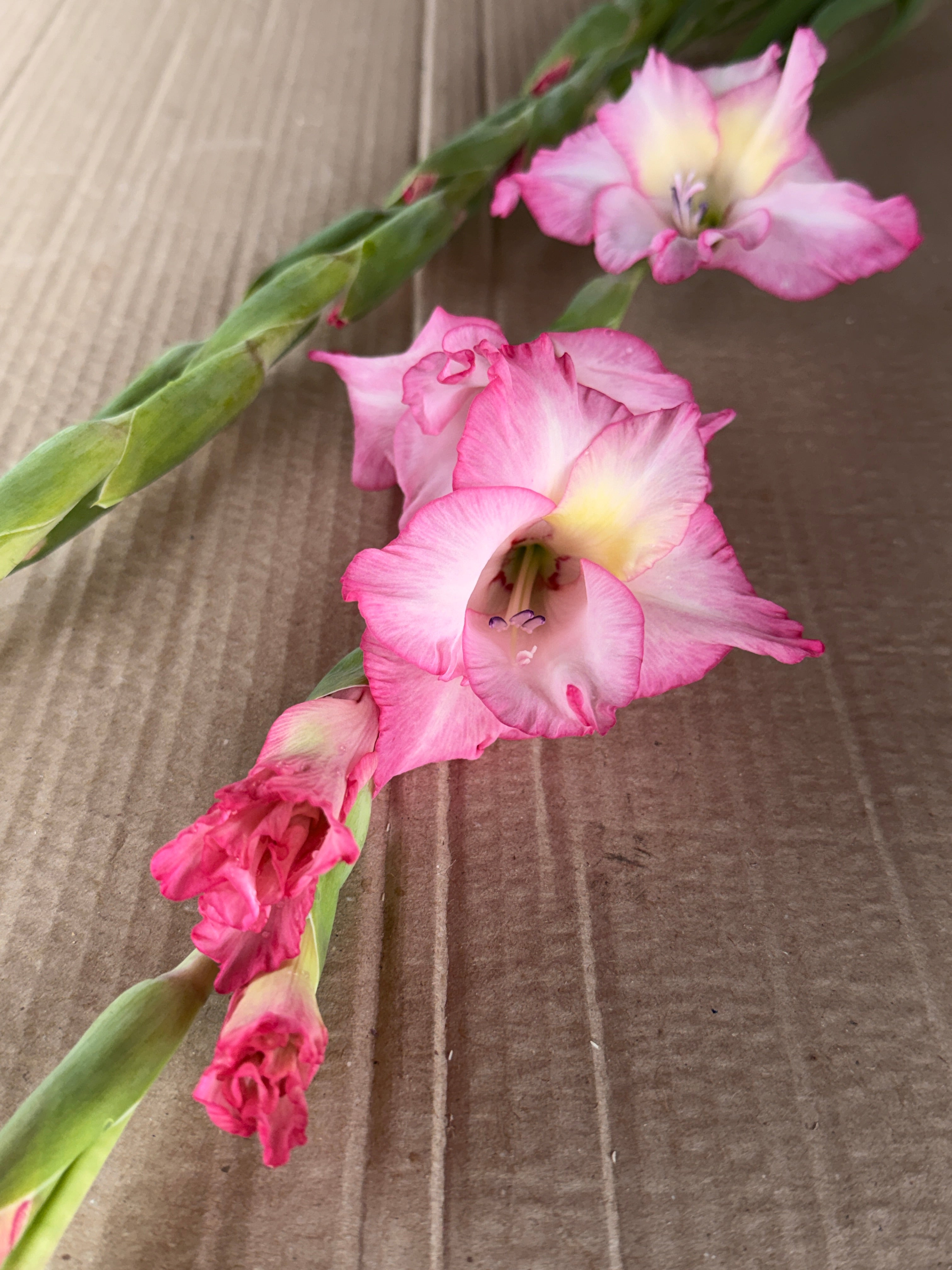 Gladiolus - Picotee Hot Pink