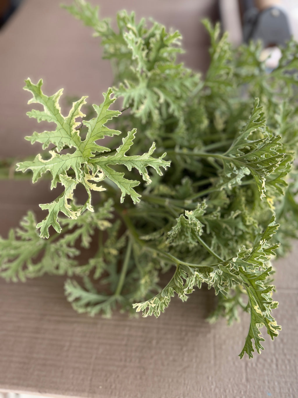 Scented Geranium - variegated