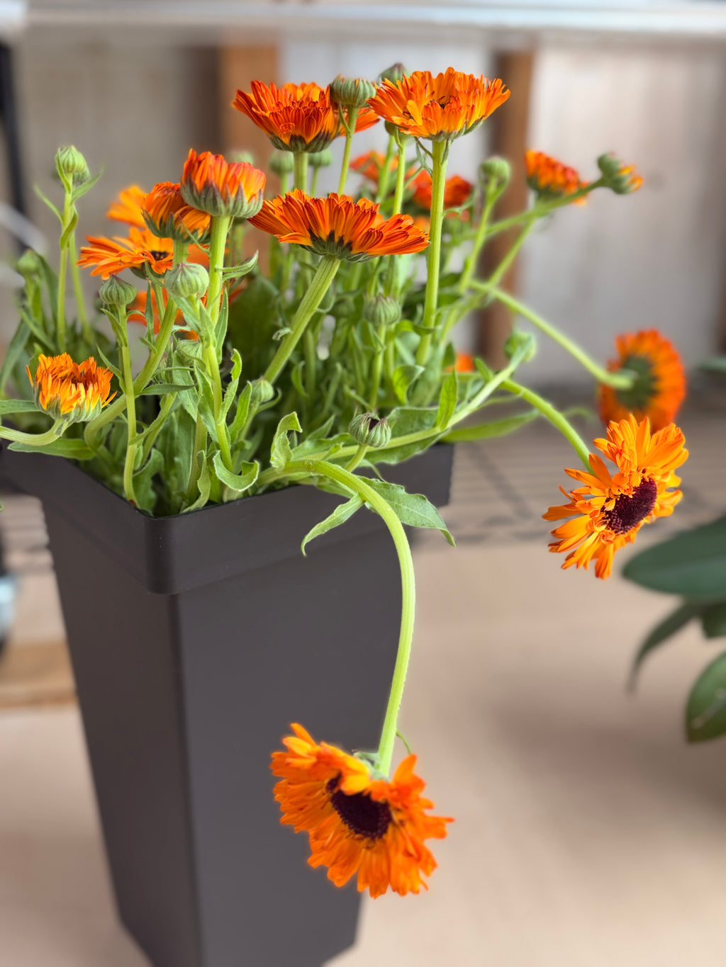 Calendula - Bronze/Orange