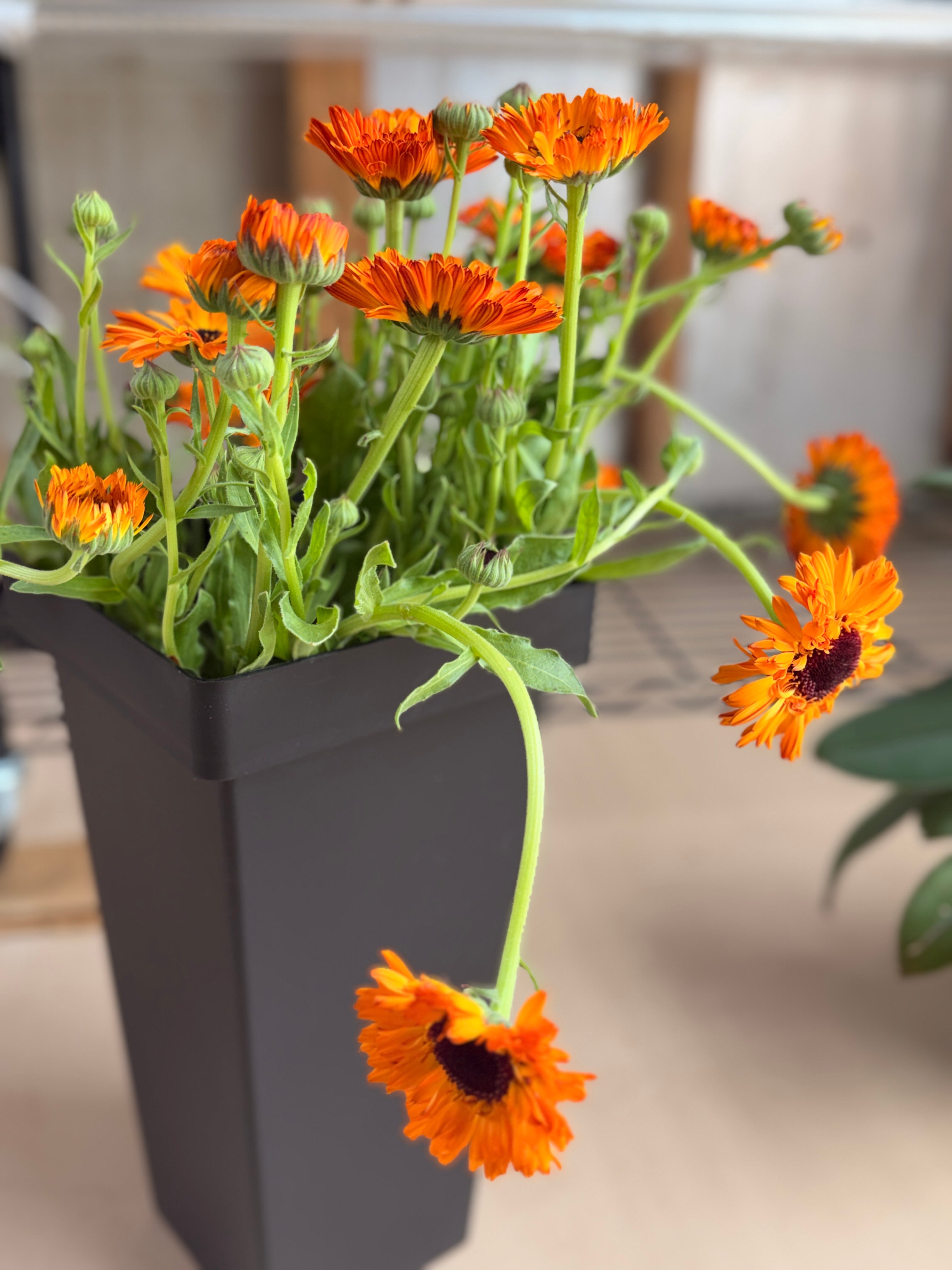 Calendula - Bronze/Orange