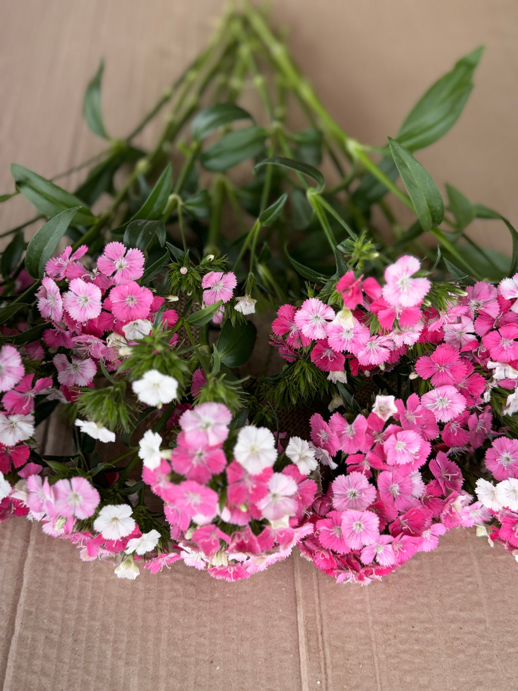 Dianthus - Pink & White