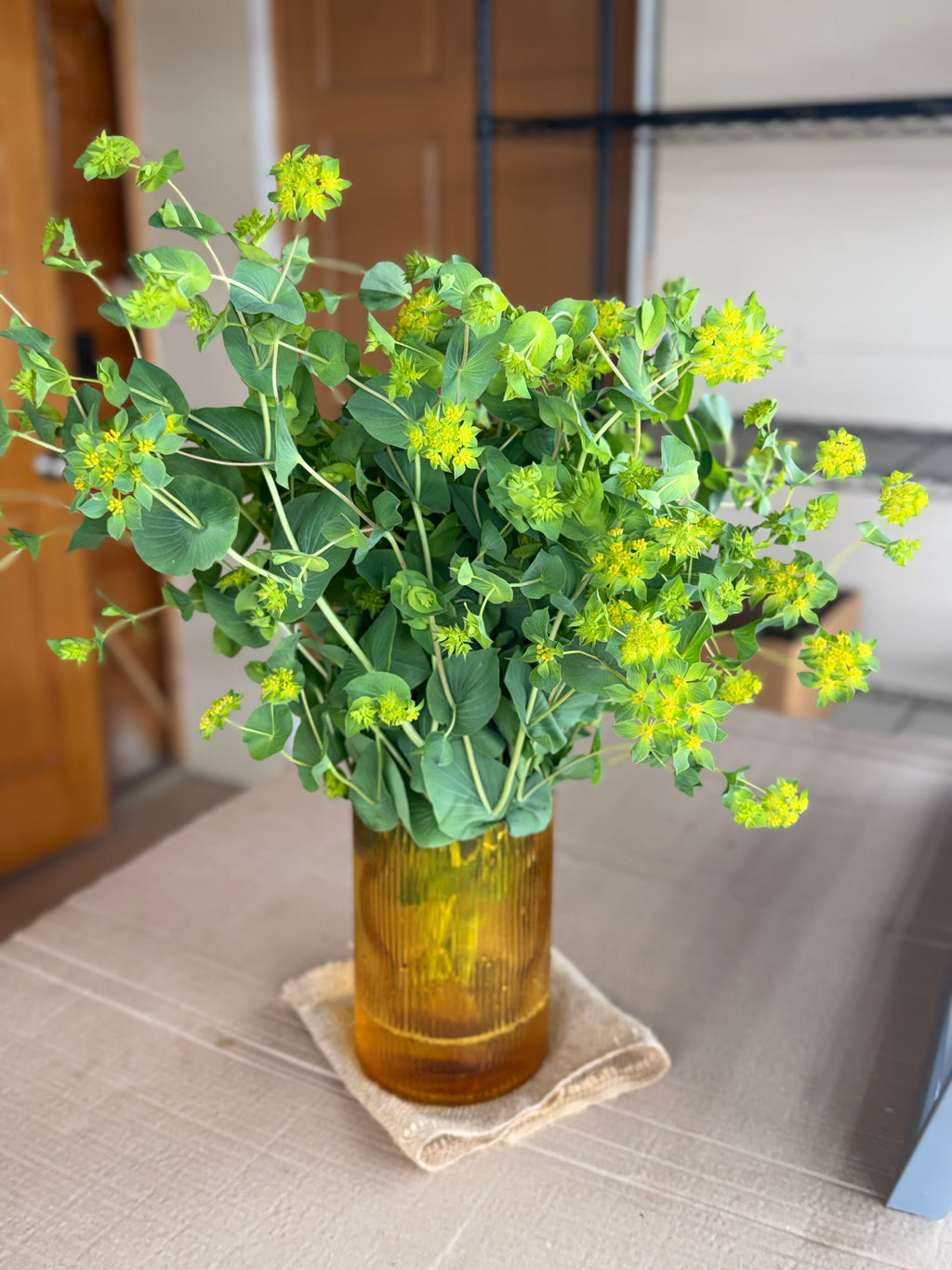 Bupleurum