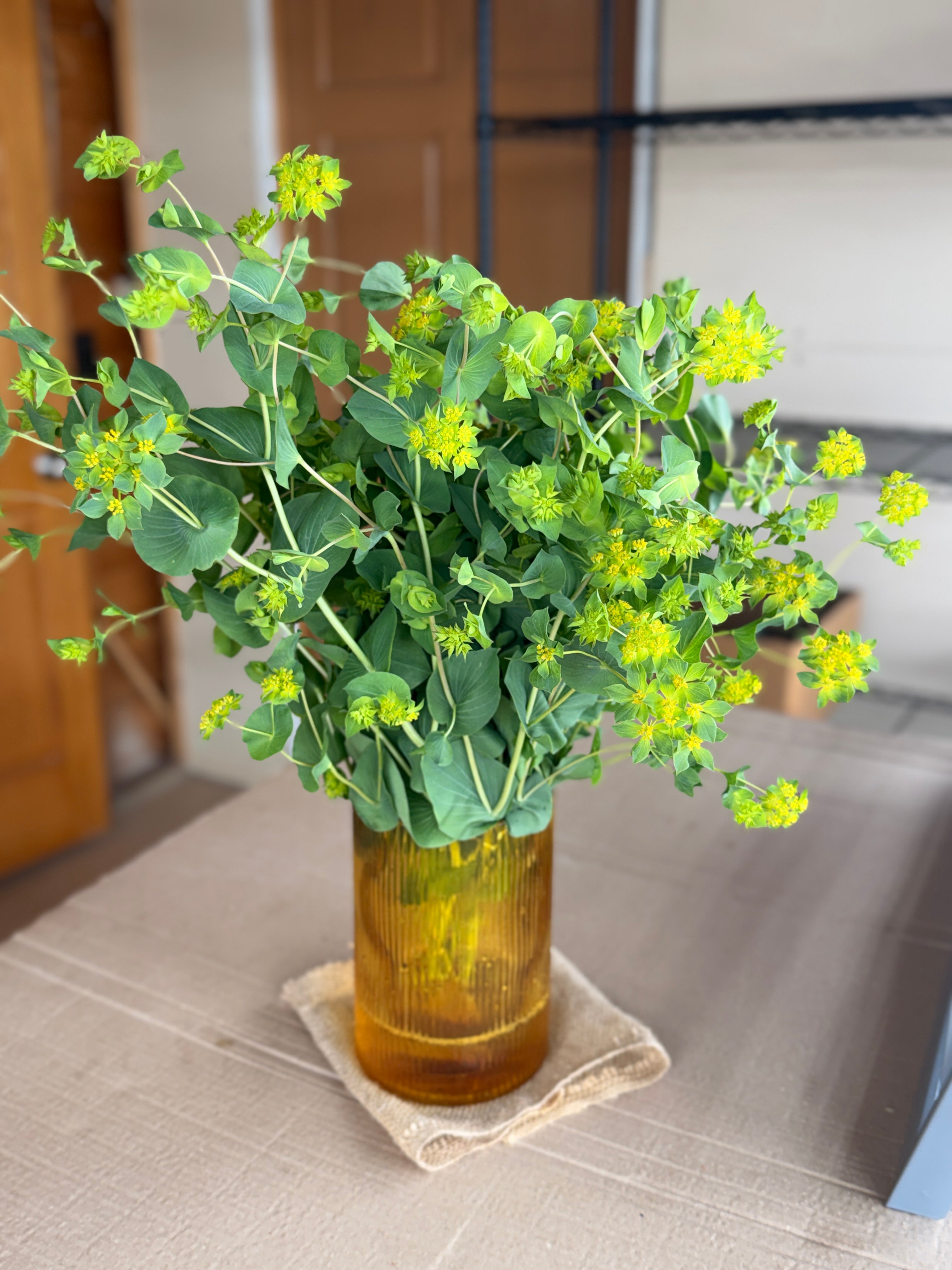 Bupleurum