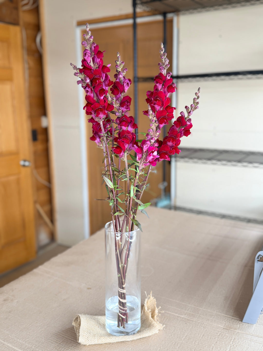 Snapdragon - Costa Red