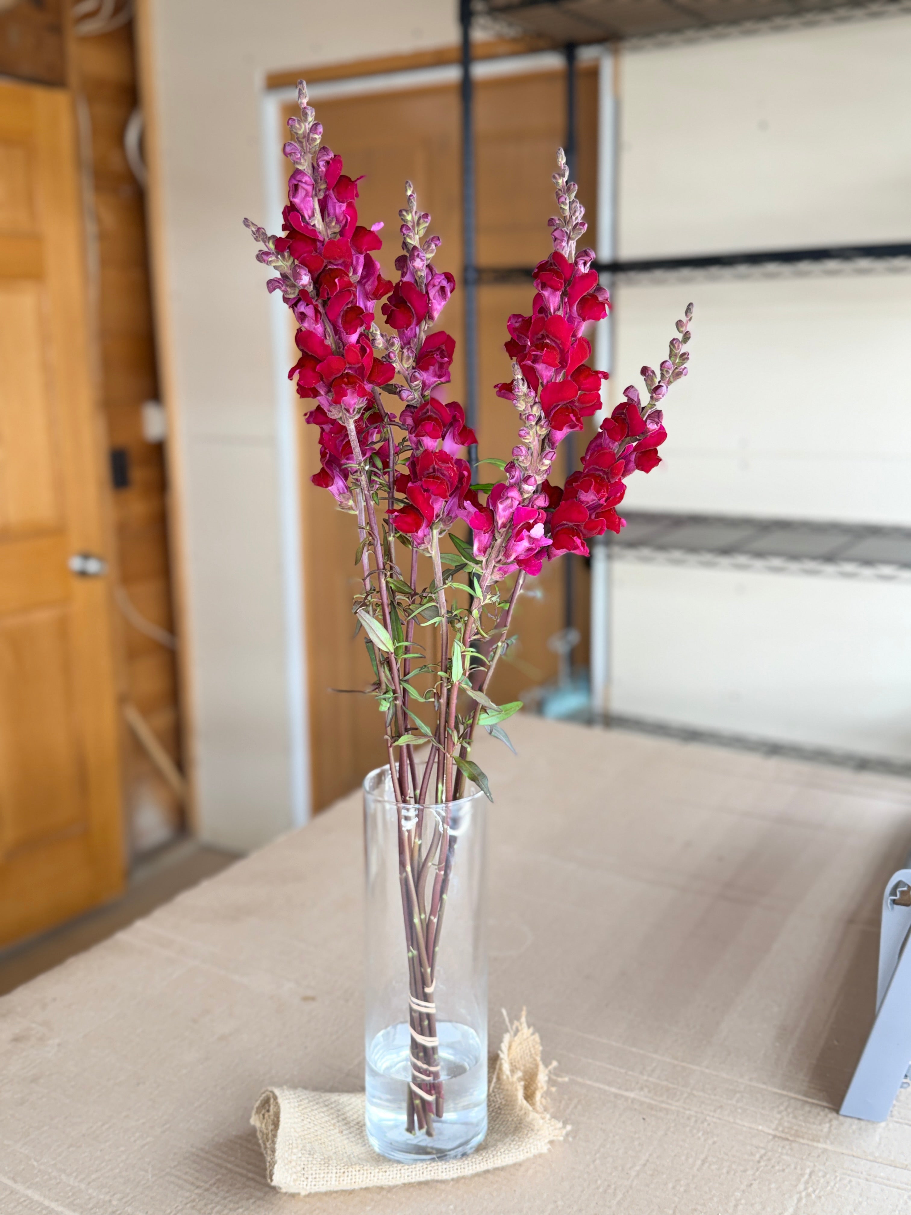 Snapdragon - Costa Red