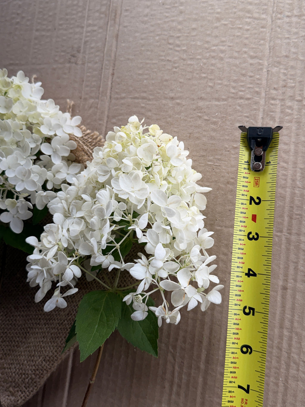 Hydrangea - Small Panicle
