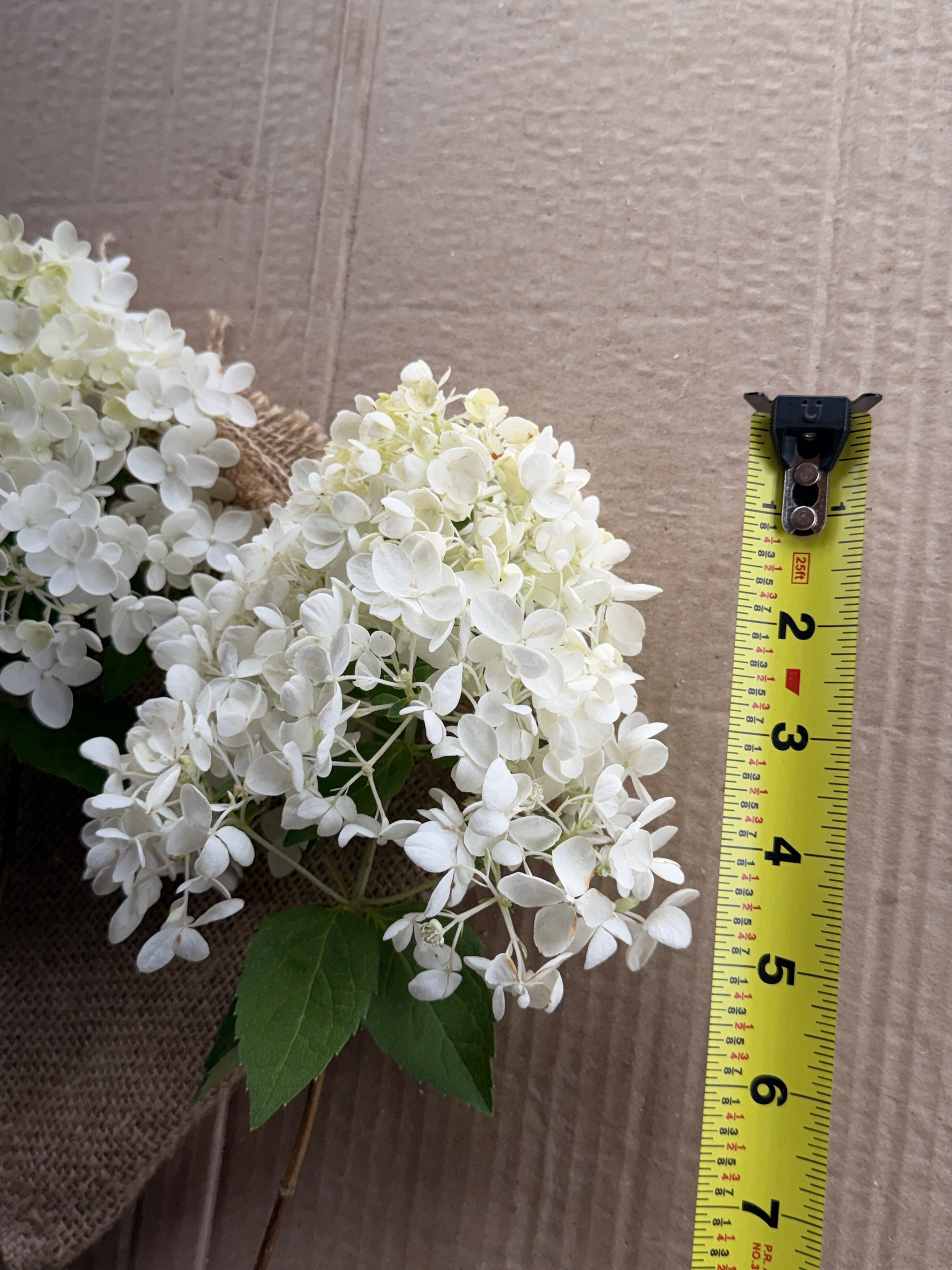 Hydrangea - Small Panicle