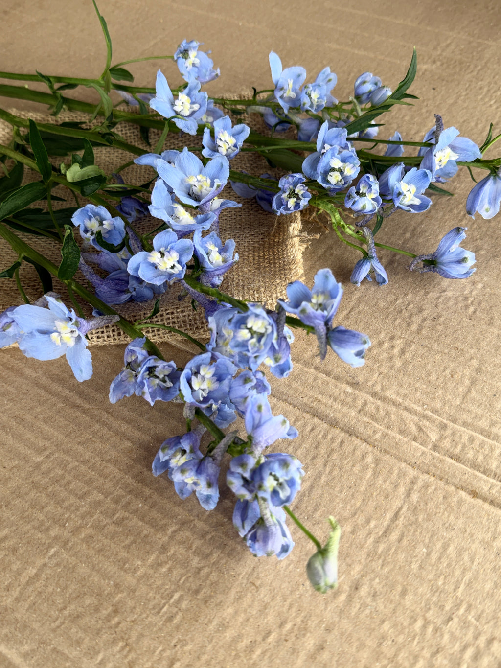 Delphinium - Light Blue