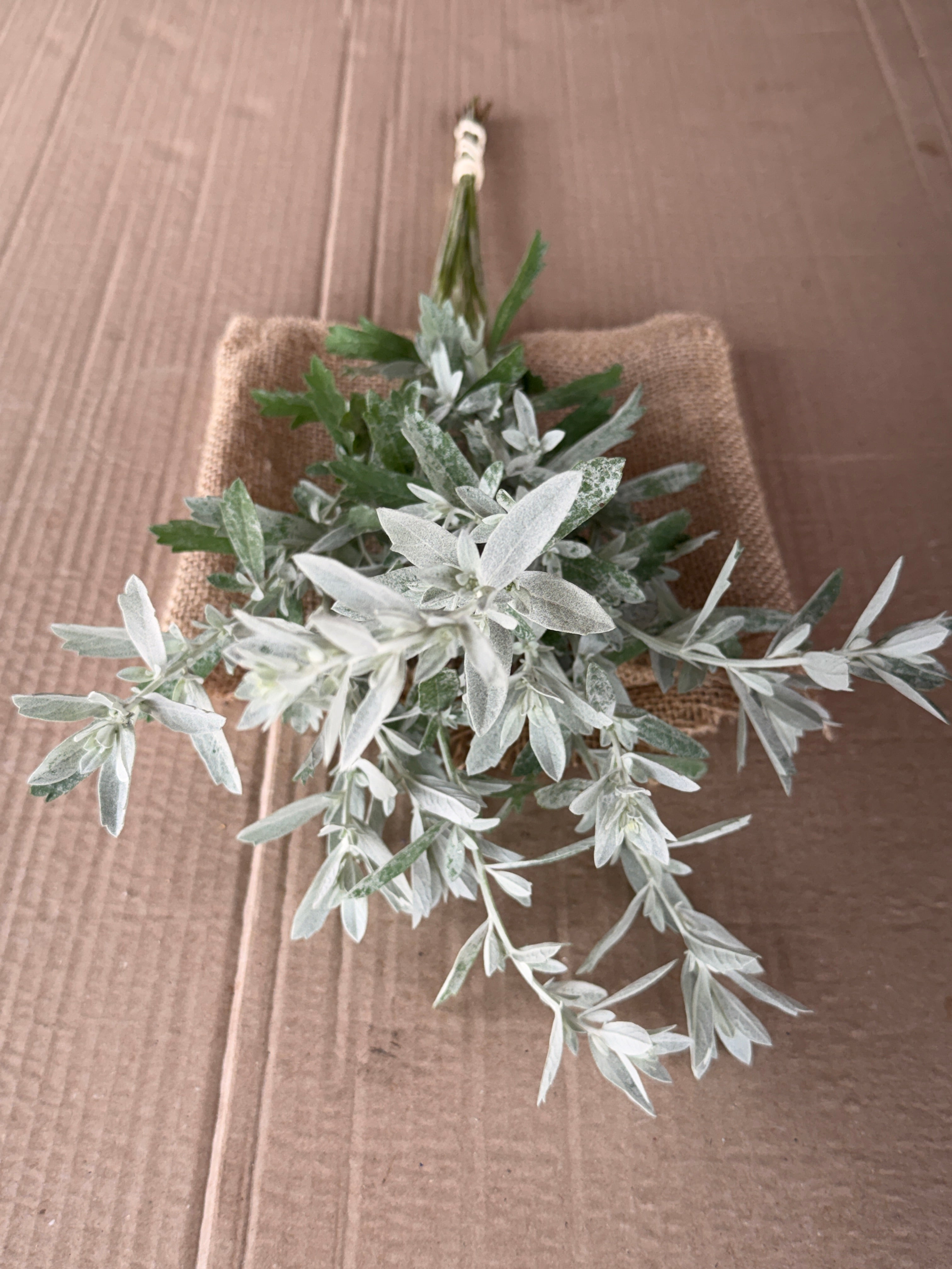 White Sage - fine textured