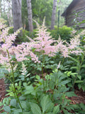 Astilbe Plumes