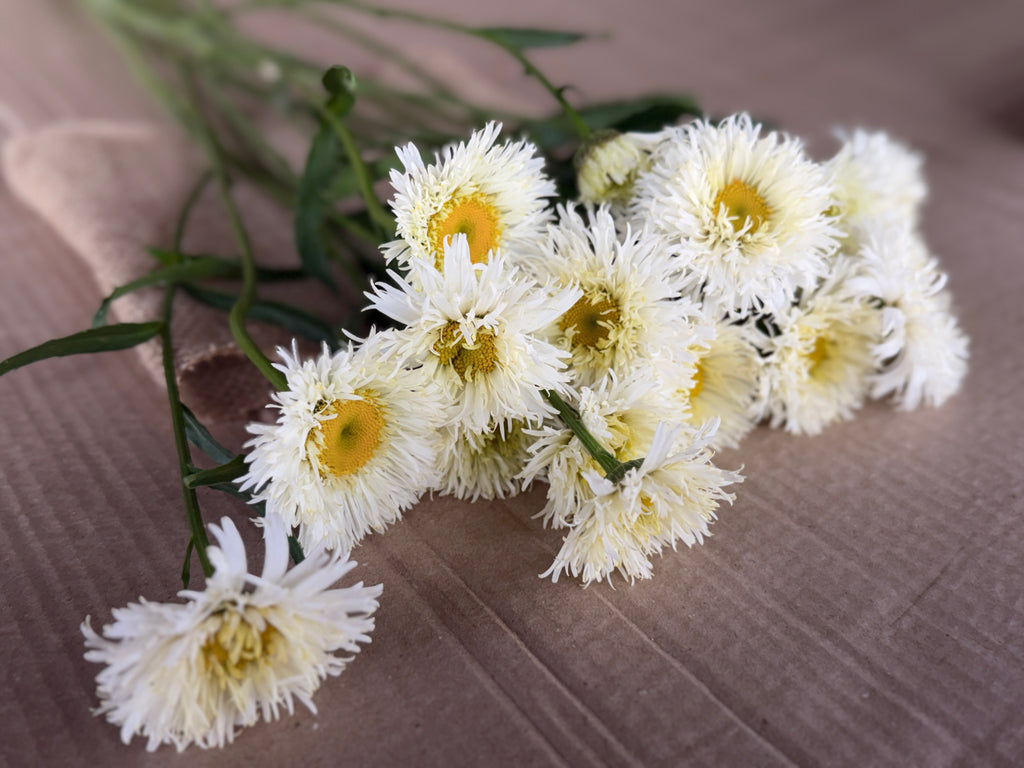 Daisy - Tall Double White
