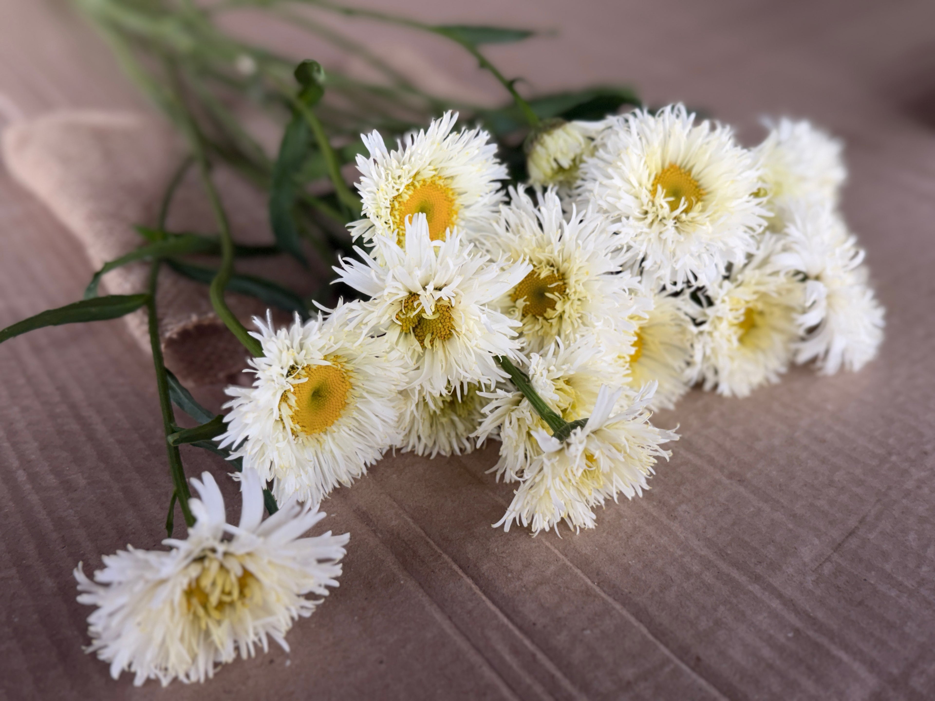 Daisy - Tall Double White