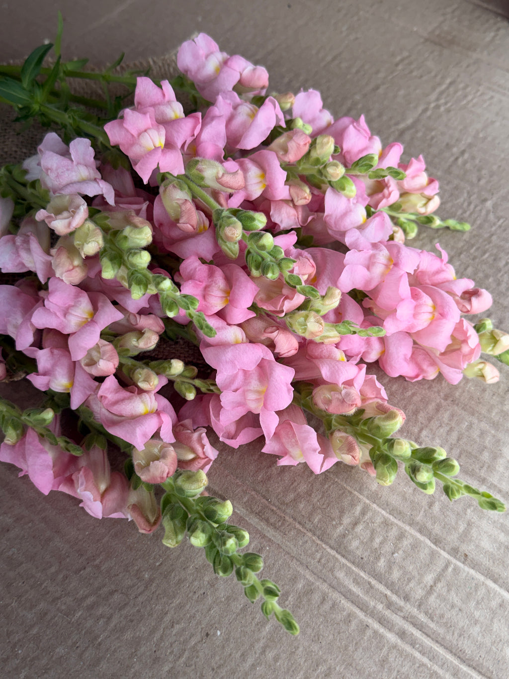 Snapdragon - Avignon Light Rose