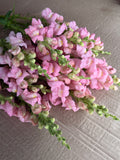 Snapdragon - Avignon Light Rose