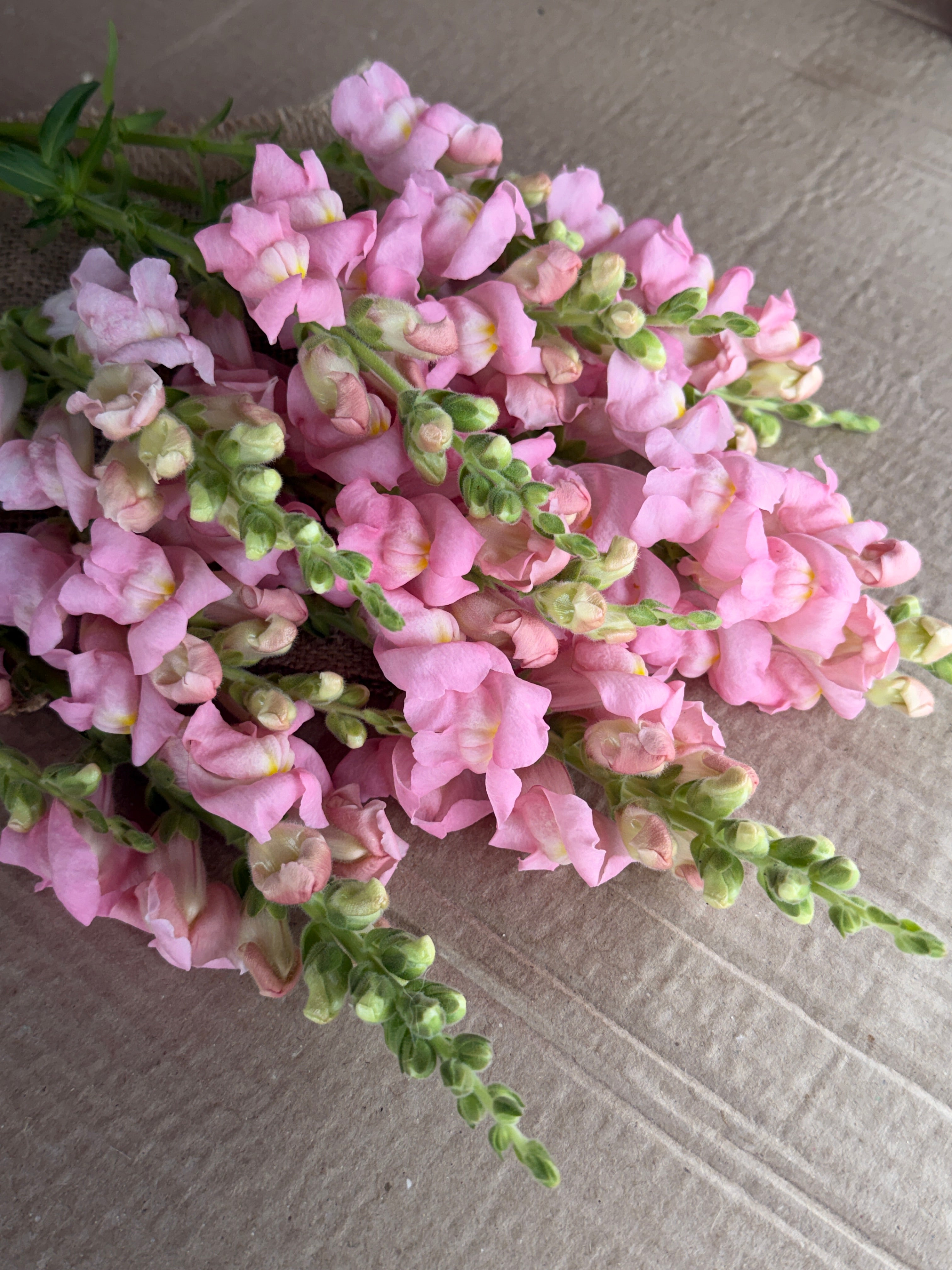 Snapdragon - Avignon Light Rose