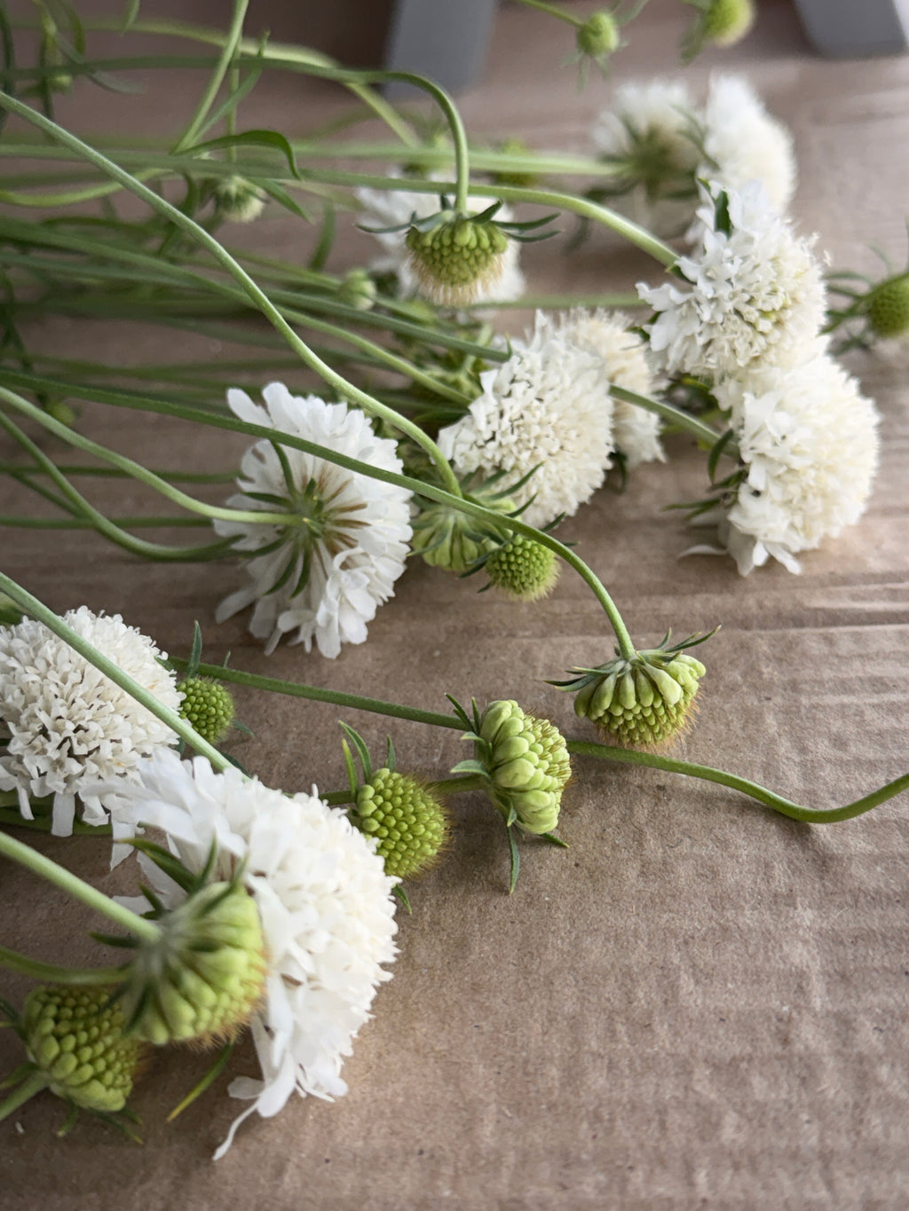 Scabiosa - White