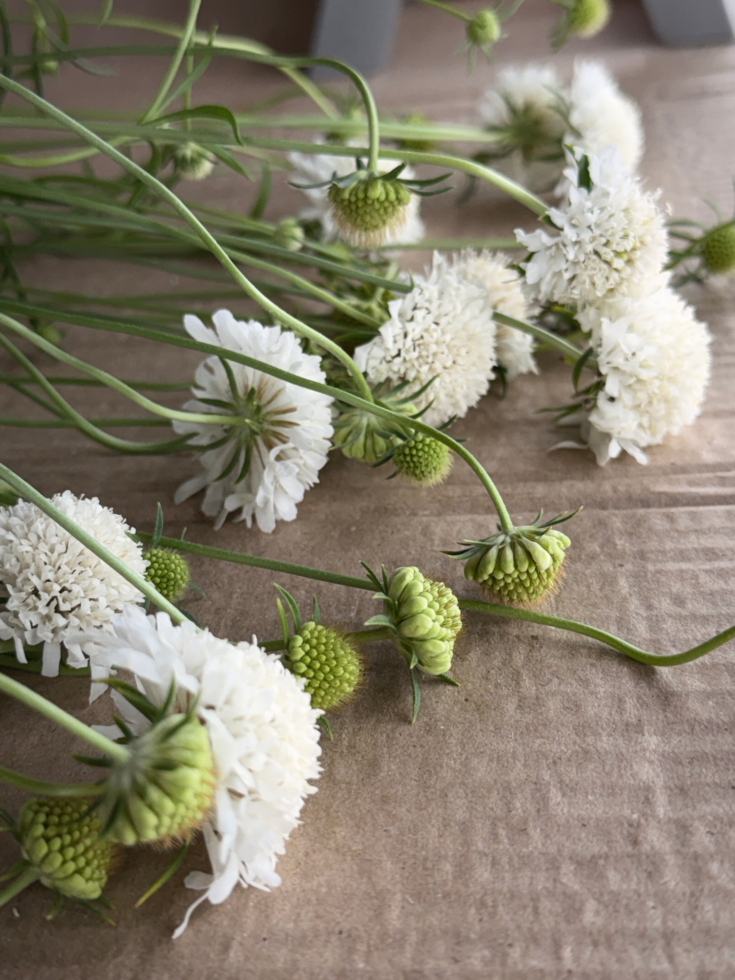 Scabiosa - White