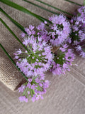 Allium - Millennium