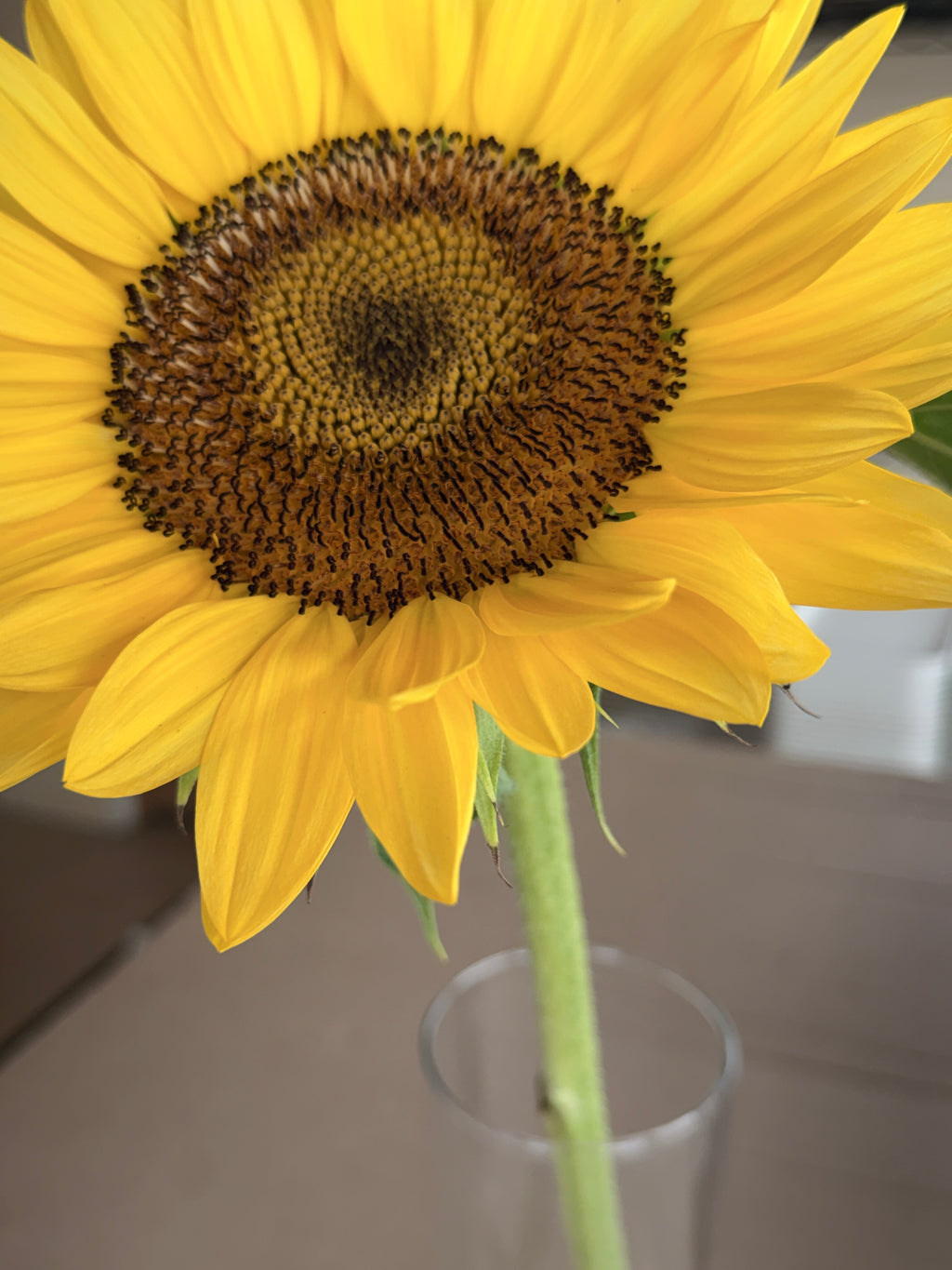 Sunflower - Procut Peach