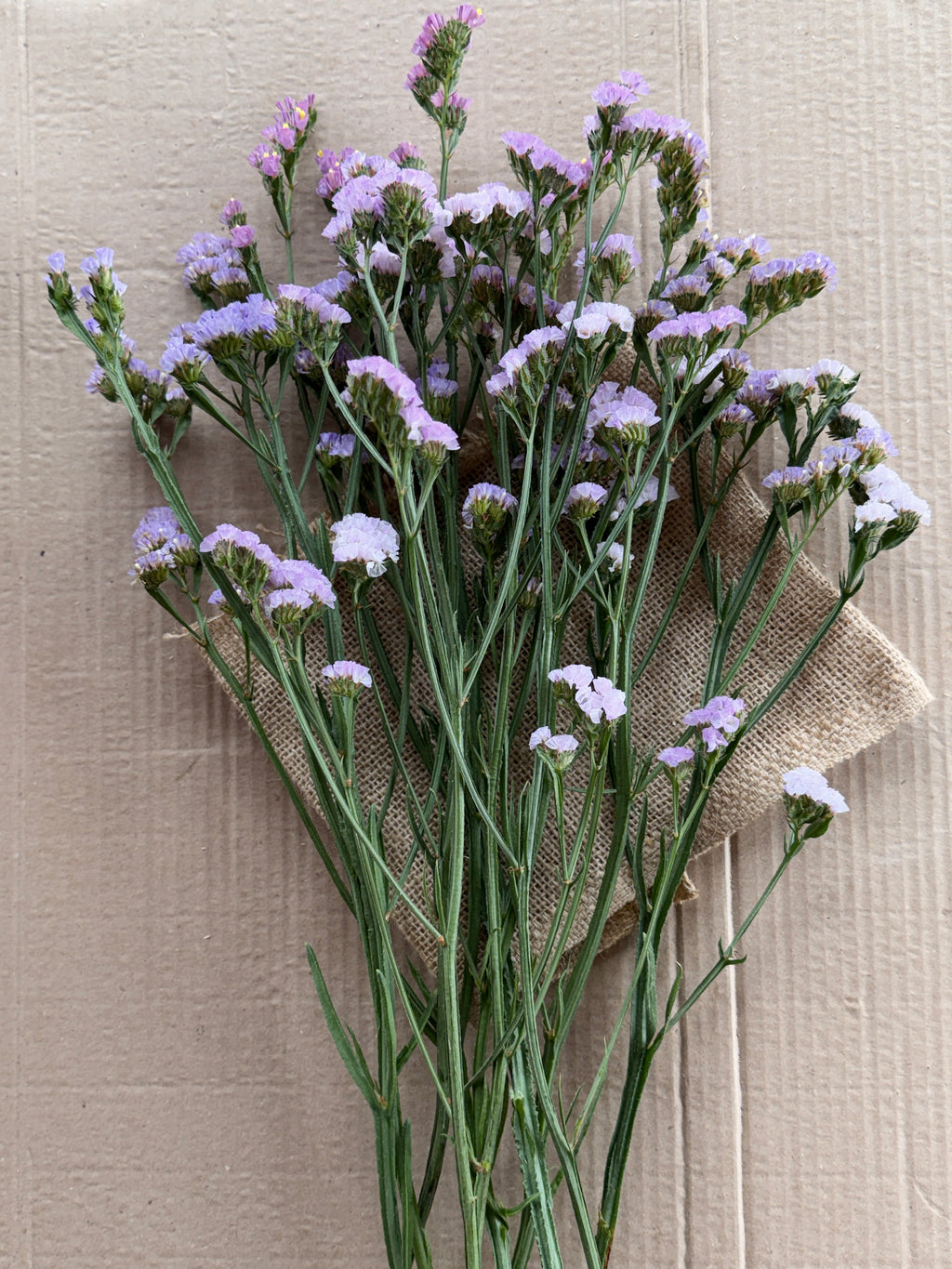 Statice - Lavender Shades