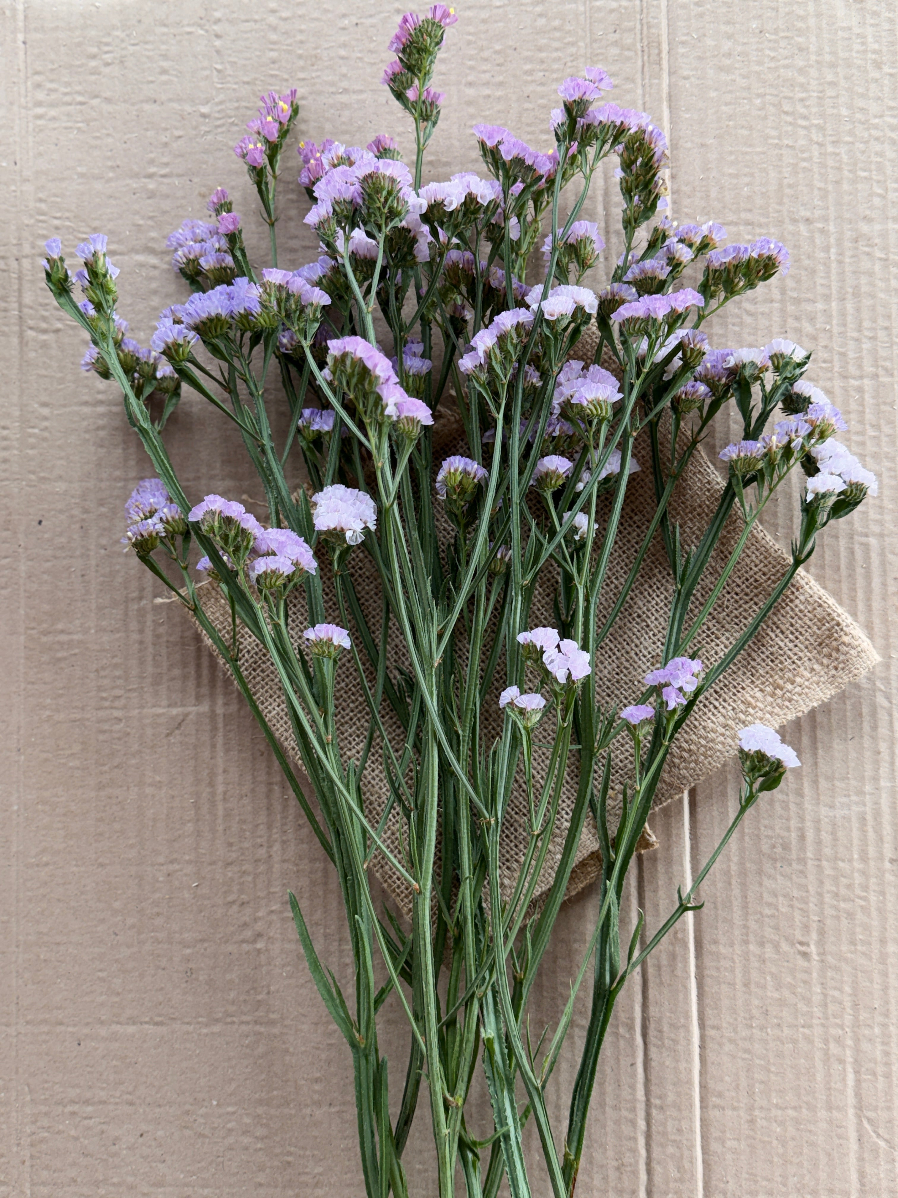 Statice - Lavender Shades