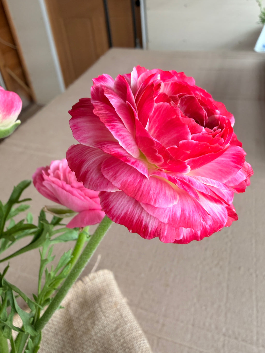 Ranunculus - Pink and White