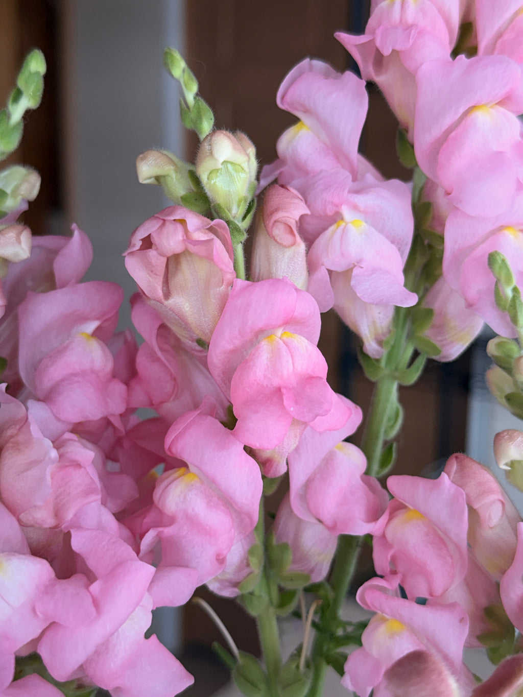 Snapdragon - Avignon Light Rose