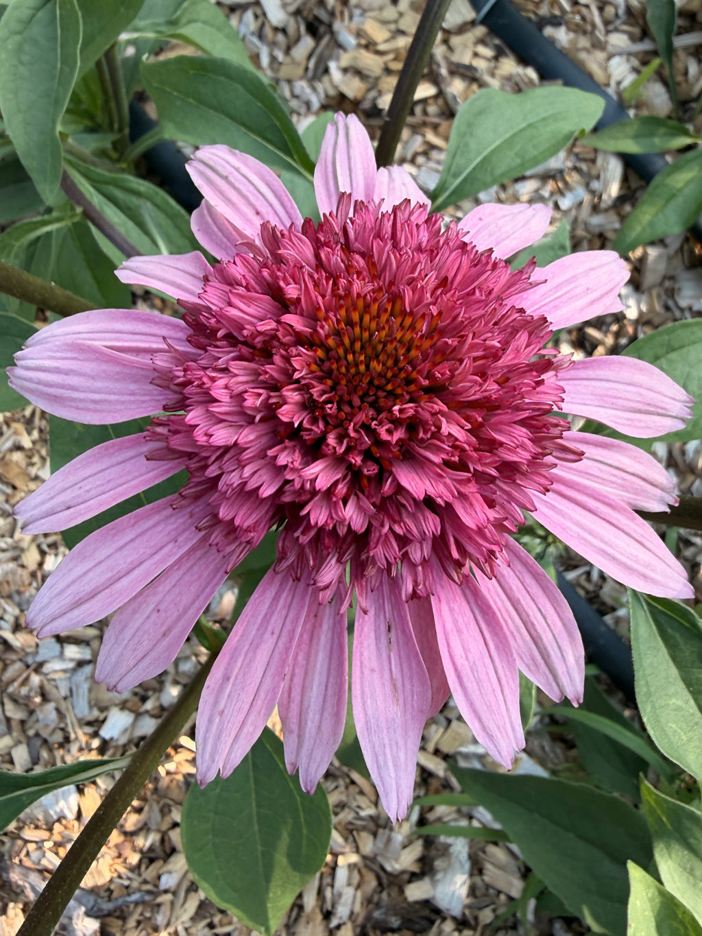 PomPon Echinacea - Raspberry