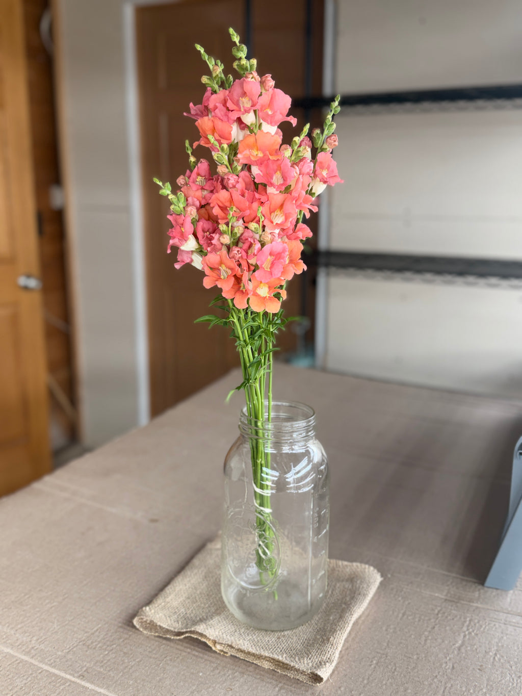 Snapdragon - Chantily Bronze