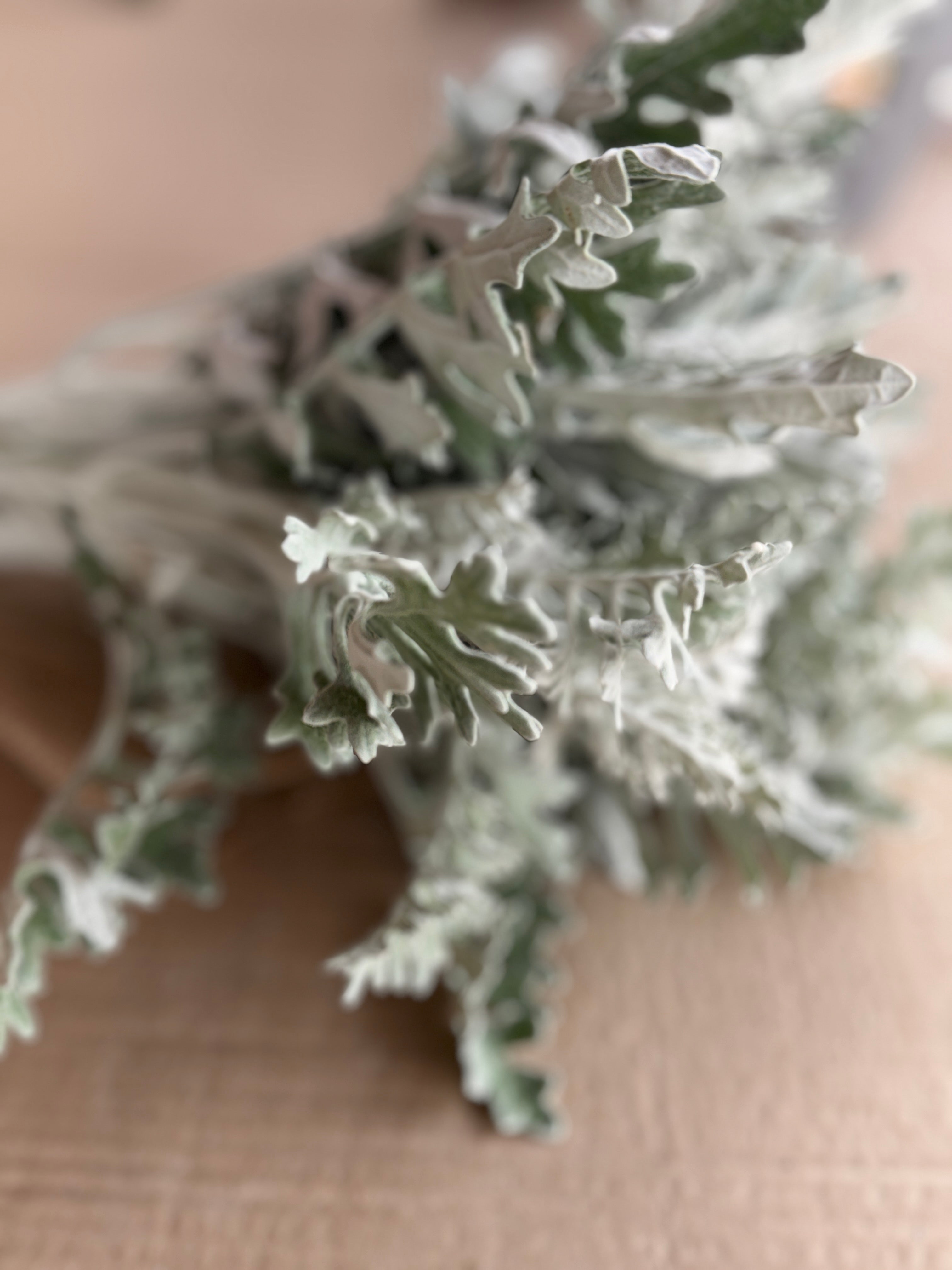 Dusty Miller - Lacy Texture
