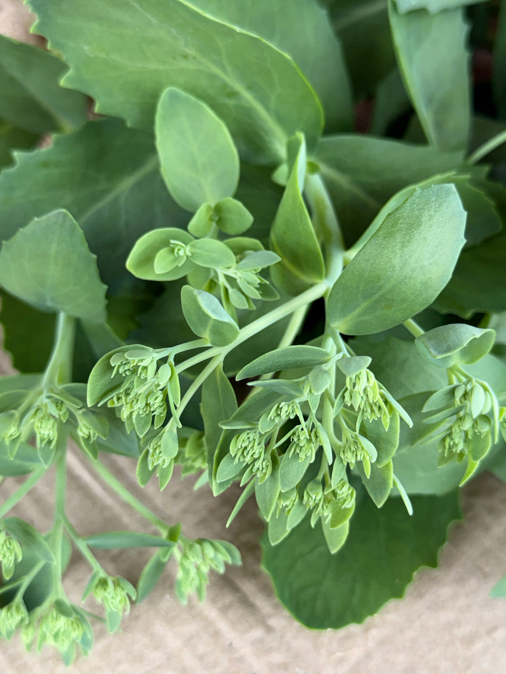 Sedum - Budded