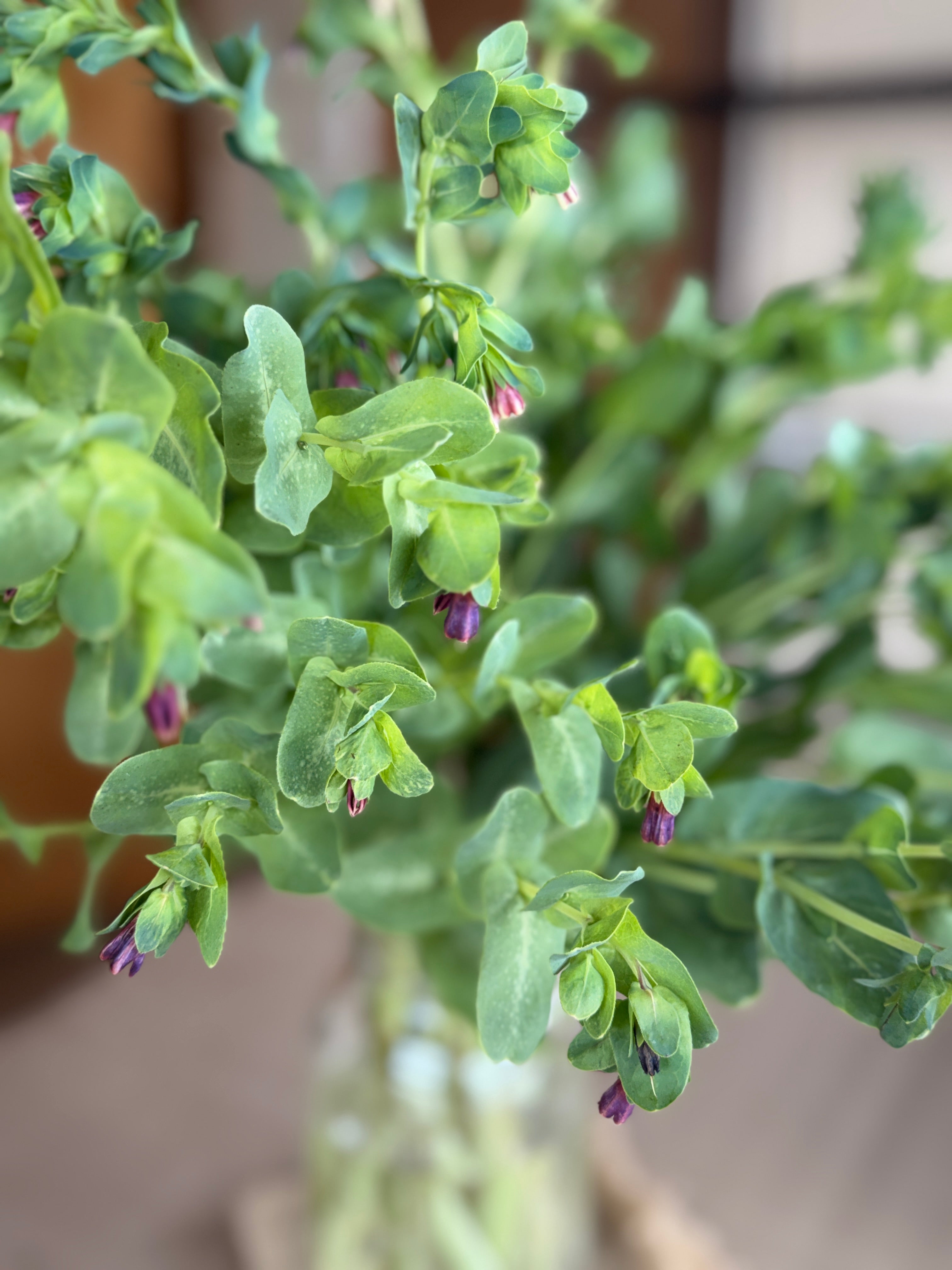 Cerinthe