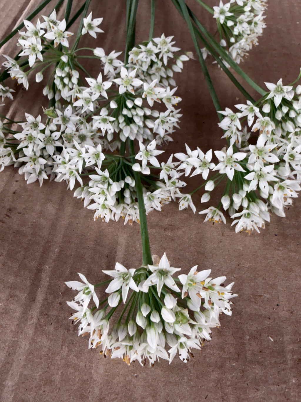 Allium - Late Summer White