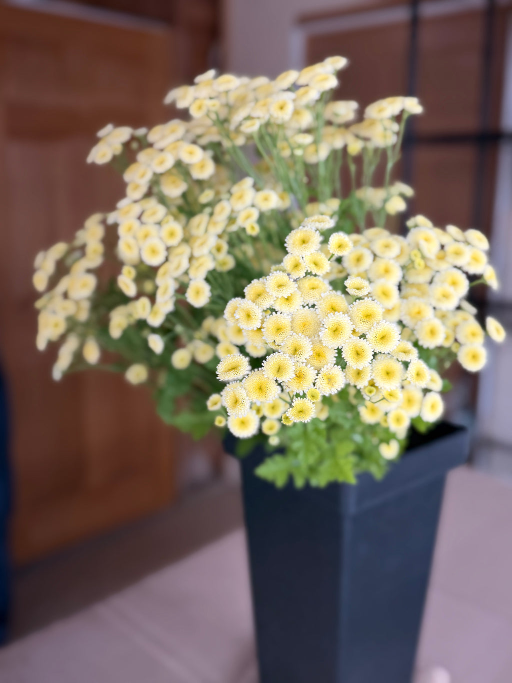 Feverfew - Magic Lime Green