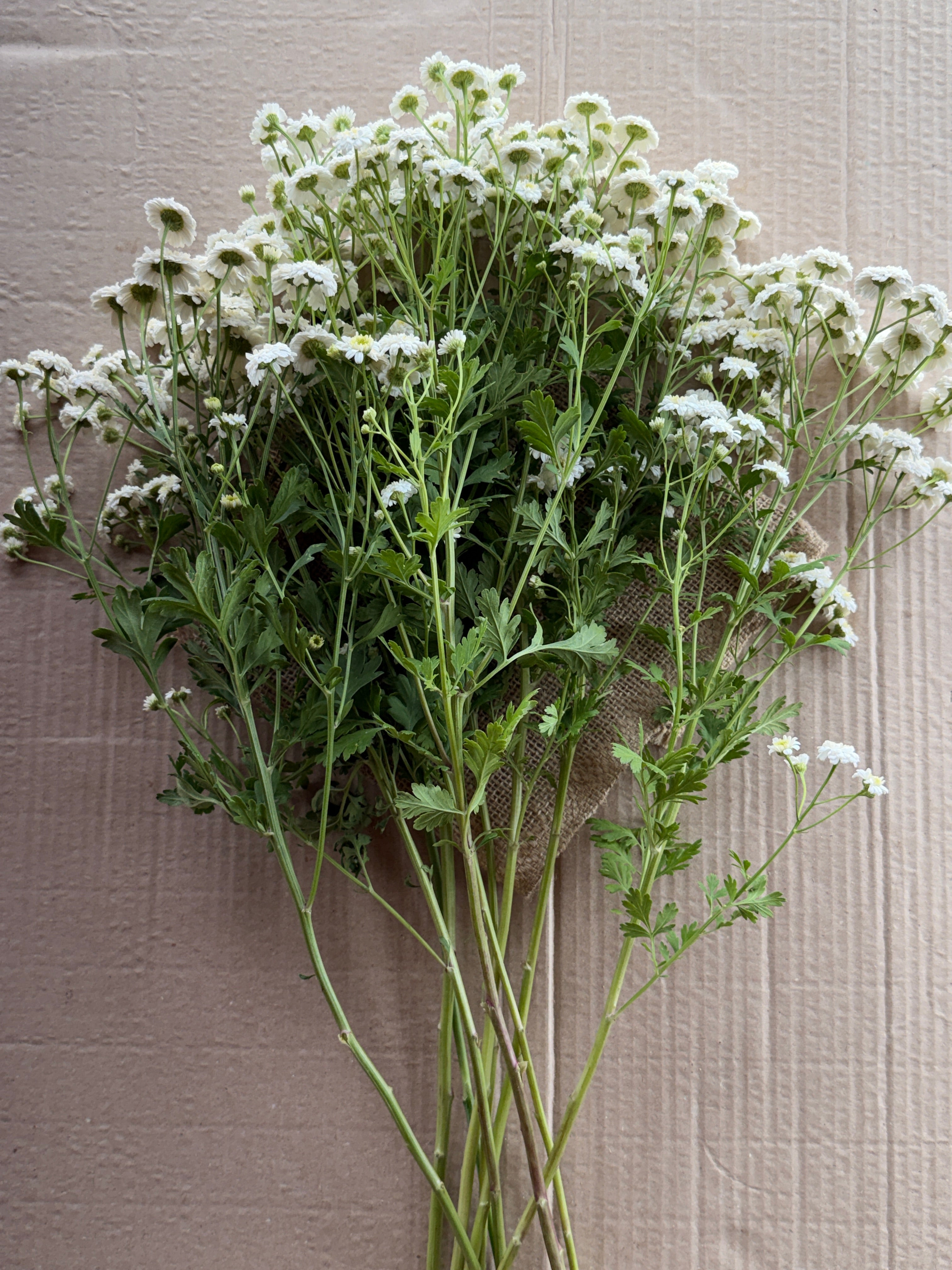 Feverfew - Tetra White