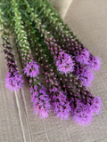 Liatris - Purple