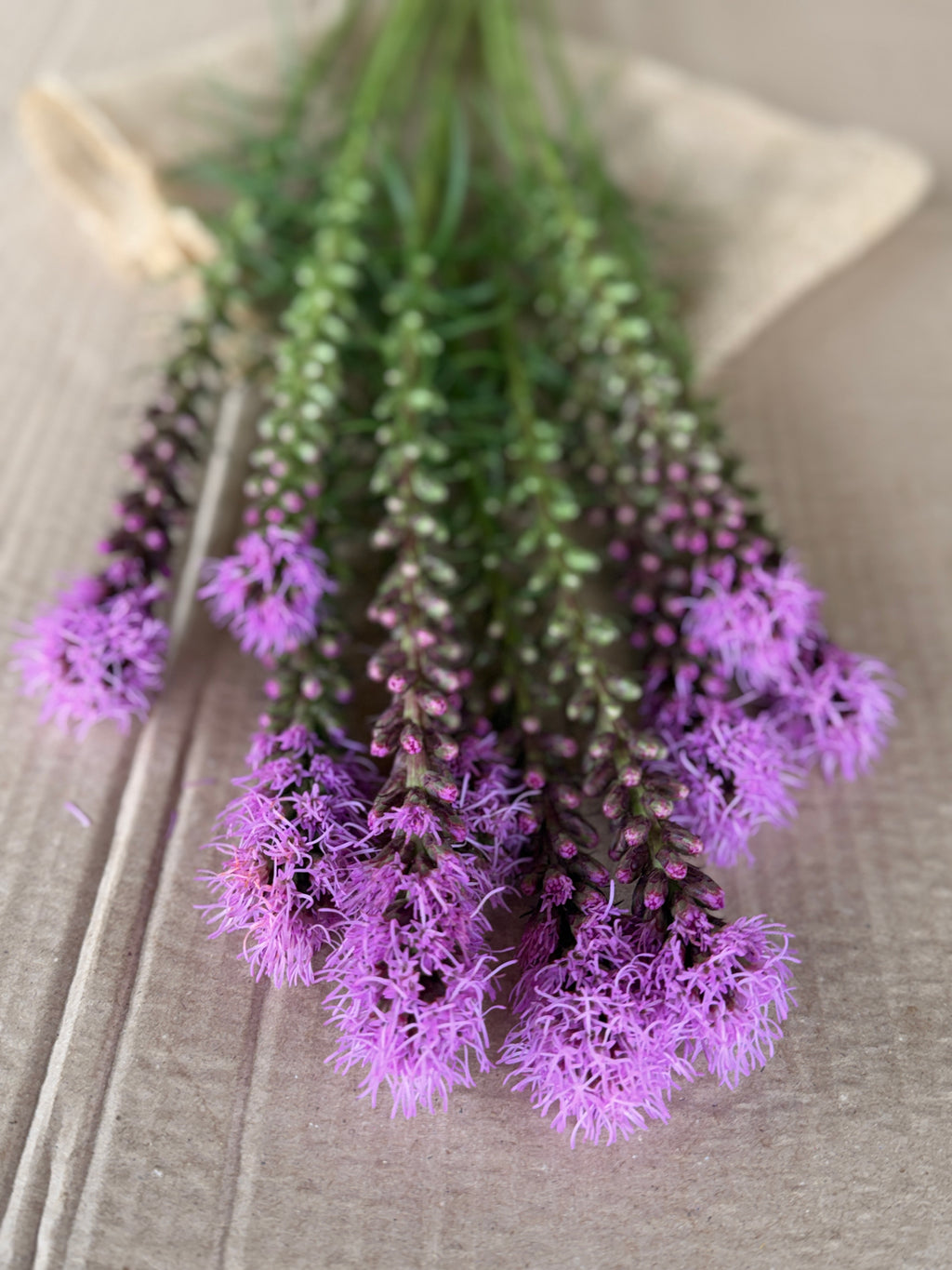 Liatris - Purple
