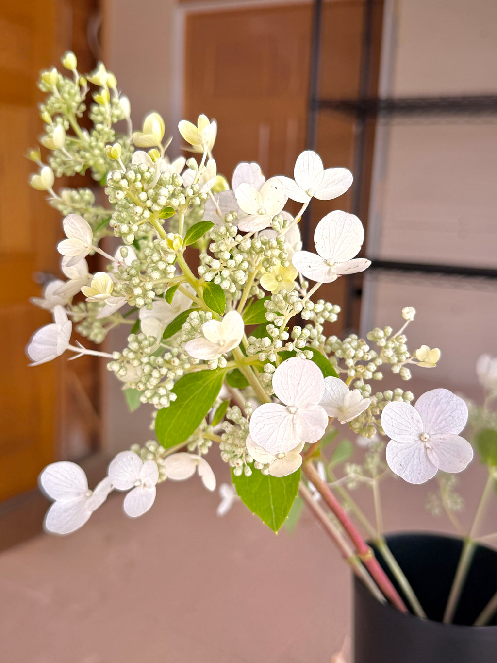 Hydrangea - White Lace