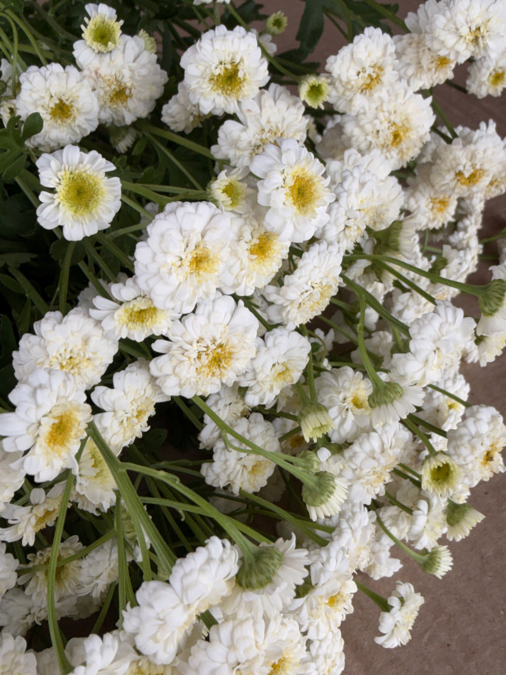 Feverfew - Tetra White