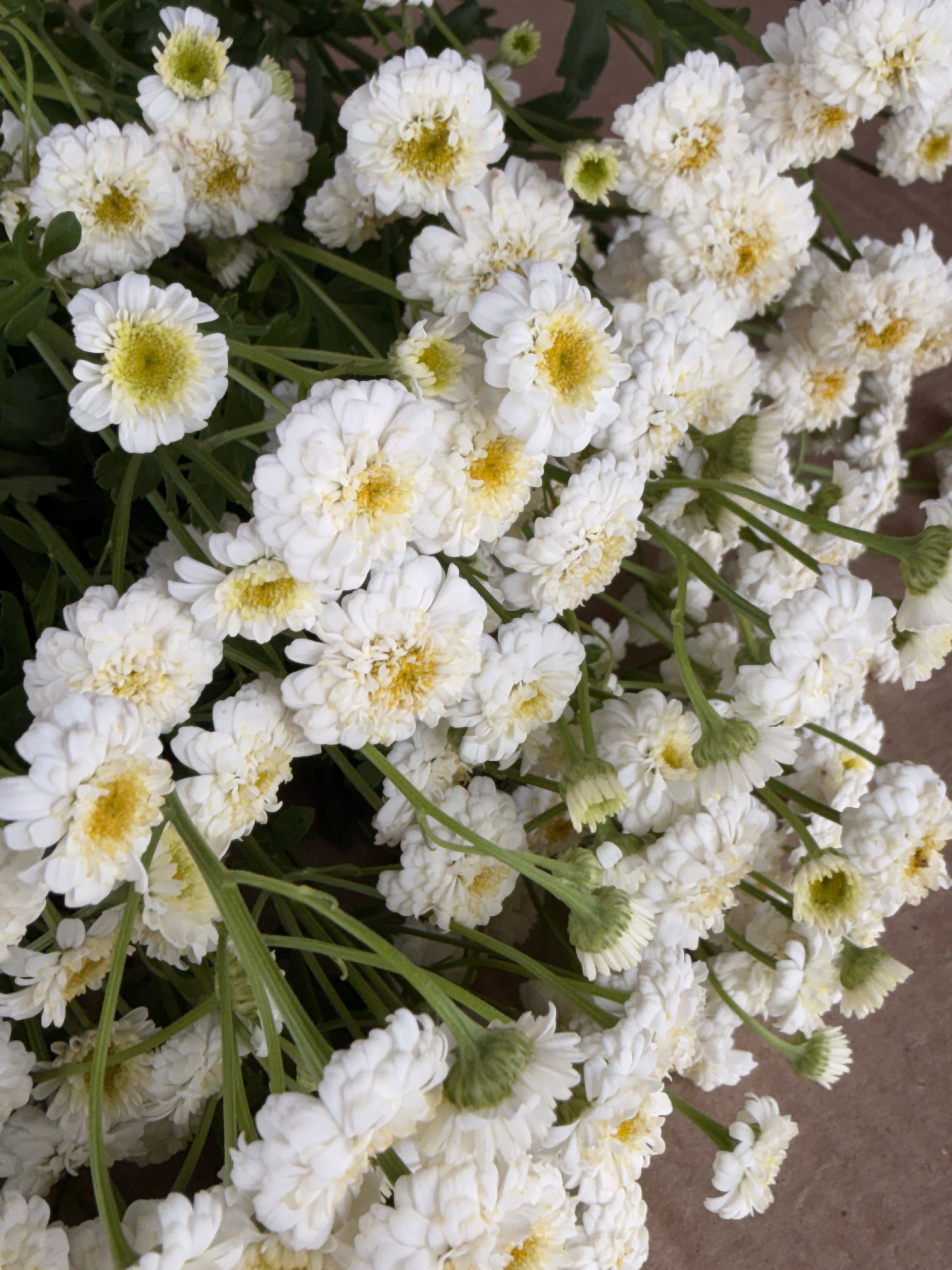 Feverfew - Tetra White