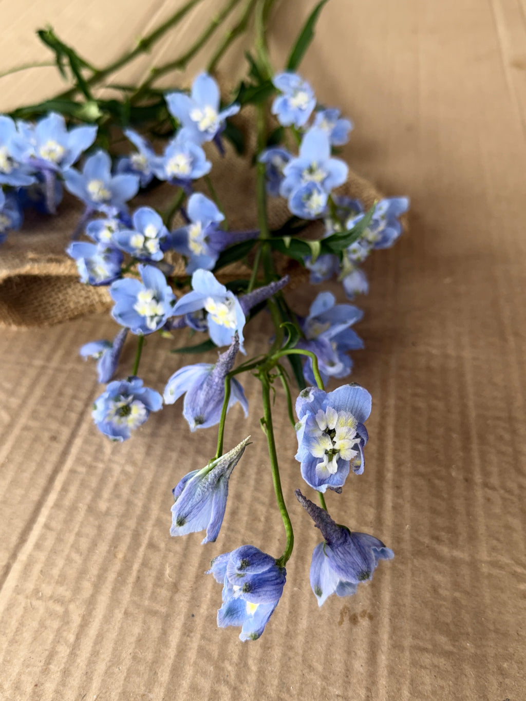 Delphinium - Light Blue